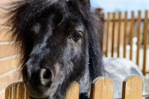 Shetland Pony riconosce il suo padrone: l’emozione sorprendente che ne nasce!
