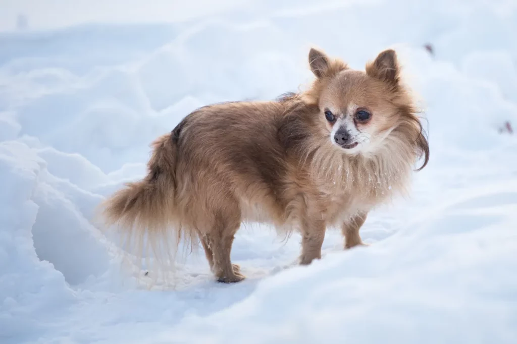Il commovente motivo per cui un Chihuahua anziano non teme la tempesta di neve