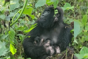 Nati in DRC due gemellini gorilla di montagna: una scoperta straordinaria per la conservazione!