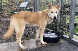 Incontra Fennic, il piccolo amico peloso che conquista tutti con il suo affetto!