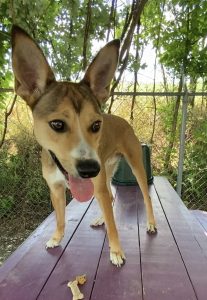 Pet della settimana: Scopri la dolcezza di Skittles, il nostro amico colorato!