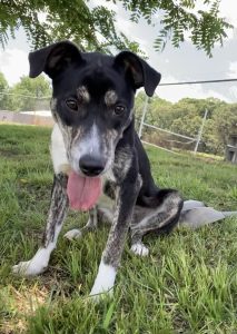 Settimana del Pet: Brilla come un diamante con il tuo amico a quattro zampe!