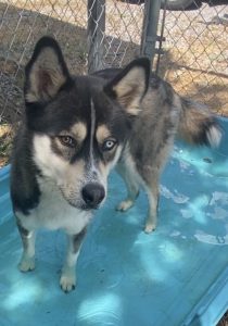 Scopri Maverick, il compagno ideale per voli d’amore e avventure indimenticabili!