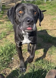 Frosty Blue: il tuo futuro amico a quattro zampe, dolce e affettuoso! Scoprilo ora!