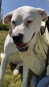 Scopri Weezie, il nostro adorabile pet della settimana: dolcezza e leggerezza in un solo pacchetto!