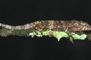 Minacce all’habitat e commercio illegale: gli agamidi in pericolo in Sri Lanka