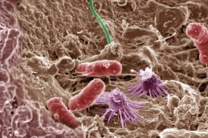 IUCN crea gruppo per proteggere microbi minacciati, essenziali per la vita sulla Terra.