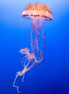 Le meduse dormono e si concedono anche pisolini pomeridiani: la ricerca ha dimostrato tutto