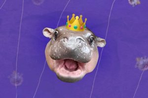 Can Moo Deng, il rinomato ippopotamo nano, salvare la sua specie in pericolo?