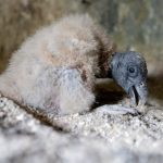Nascita di tre pulcini di condor andino in Colombia: speranze per la specie in pericolo.