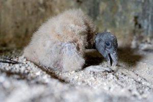 Nascita di tre pulcini di condor andino in Colombia: speranze per la specie in pericolo.