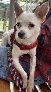 Incontra Rico, il gentiluomo peloso che conquista tutti con il suo charme!