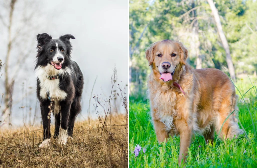 Cuccioli di Border Collie e Golden Retriever: il dolce inaspettato mix di razze.
