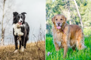 Cuccioli di Border Collie e Golden Retriever: il dolce inaspettato mix di razze.