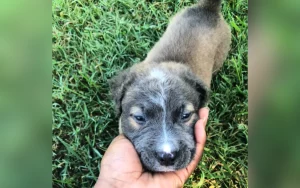 Pit Bull nasce con gene per capelli mutato: il sorprendente risultato per il proprietario.