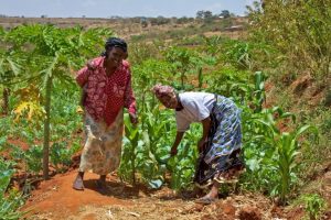 Monitoraggio globale della salute del suolo: il programma Earth Rover fa la differenza.