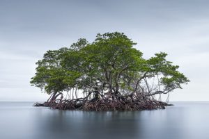 AI accessibile per la conservazione: intervista con Ted Schmitt e Patrick Beukema di Ai2