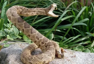 Cosa Succede Dopo un Morso di Serpente a Sonagli: Trattamento d’Emergenza Essenziale