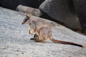 Australia: la crisi dell’uso del suolo tra crescita e sostenibilità ambientale.