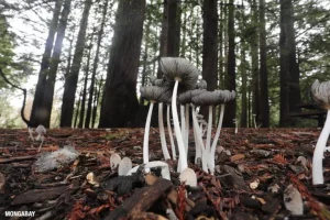 Esplorazione della biodiversità californiana: un viaggio tra flora e fauna uniche