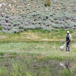 Quanti insetti vivono in California? Scopriamo insieme il numero sorprendente.