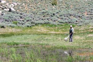 Quanti insetti vivono in California? Scopriamo insieme il numero sorprendente.