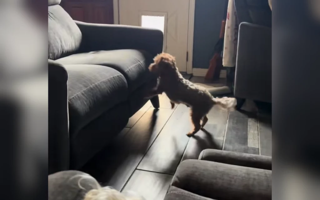 Cane anziano e non vedente prova gioia nel finalmente salire sul divano.