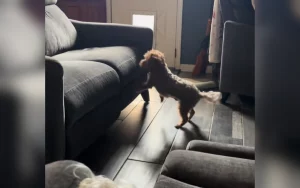 Cane anziano e non vedente prova gioia nel finalmente salire sul divano.