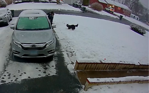Quando nevica, il Border Collie sorprende sempre il suo padrone con giochi unici.