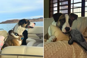 Cane abbandonato da un camion a LA trova aiuto grazie a un estraneo.