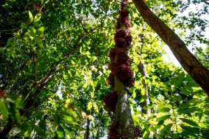 Cinque buone notizie per l’ambiente nel 2025: dalle foreste agli oceani