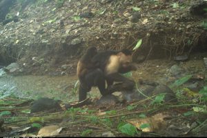 5 sorprendenti comportamenti animali scoperti nel 2025 che ti lasceranno a bocca aperta.