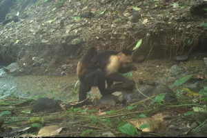 5 sorprendenti comportamenti animali scoperti nel 2025 che ti lasceranno a bocca aperta.