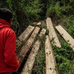 Indonesia a rischio: dopo anni di progresso, la deforestazione potrebbe riprendere drasticamente.