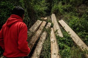 Indonesia a rischio: dopo anni di progresso, la deforestazione potrebbe riprendere drasticamente.