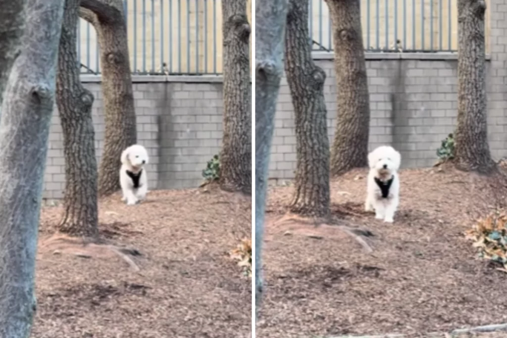 Cuore spezzato: il commovente gesto di un cucciolo che cerca il suo padrone.