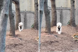 Cuore spezzato: il commovente gesto di un cucciolo che cerca il suo padrone.