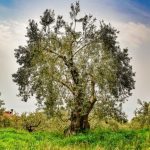 Crisi degli uliveti in Europa: impatti su natura e cultura con possibili soluzioni.