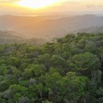 L’azoto accelera la crescita nelle giovani foreste tropicali, potenziando il loro sviluppo.