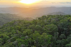 L’azoto accelera la crescita nelle giovani foreste tropicali, potenziando il loro sviluppo.