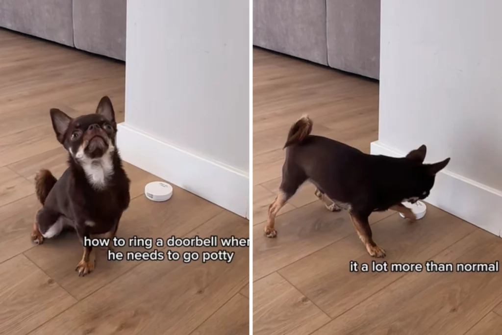 Cane fa suonare campanello: la donna in lacrime scopre la verità sorprendente.