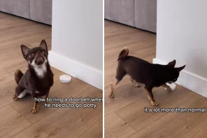 Cane fa suonare campanello: la donna in lacrime scopre la verità sorprendente.