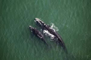 Gestire il 60% degli oceani: un’opportunità per la sostenibilità globale e la biodiversità.