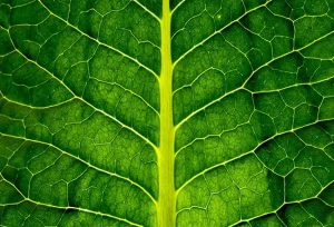 Benefici della clorofilla: effetti sul corpo, cibi ricchi e possibili controindicazioni