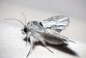 Come le falene influenzano la vita quotidiana degli esseri umani