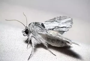 Come le falene influenzano la vita quotidiana degli esseri umani