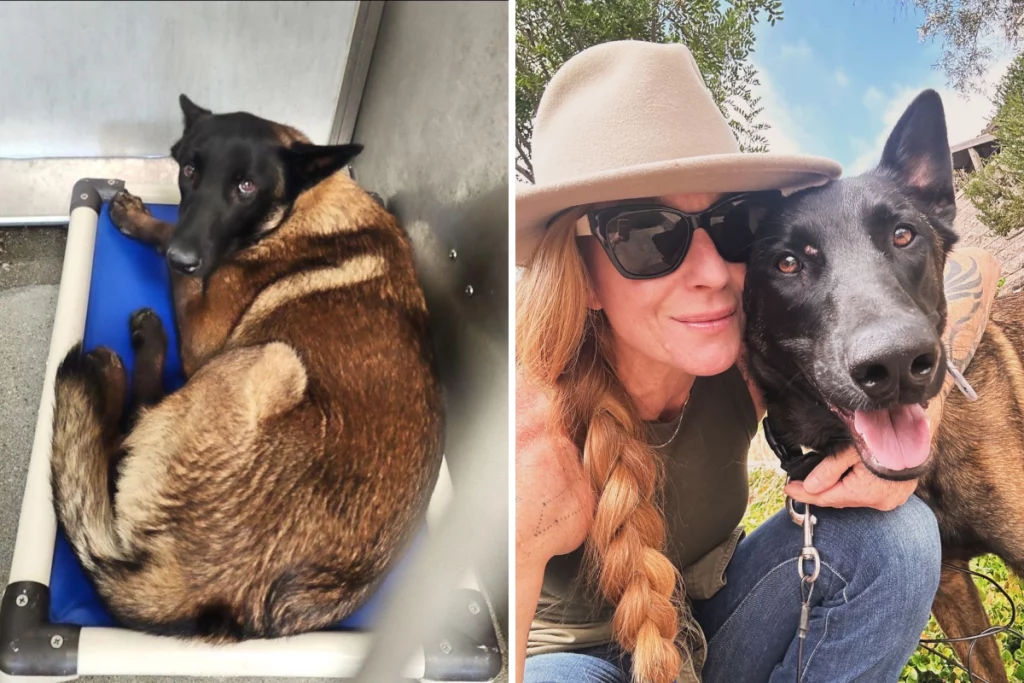 Cane considerato inaffidabile salvato dalla pena capitale, riceve una seconda possibilità di vita.