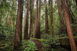 Legato a Mongabay: La missione di proteggere la natura e informare il mondo.