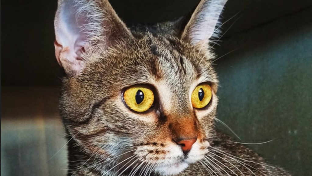 Regina felina in cerca del suo trono d’amore: una storia di dolcezza e avventura.