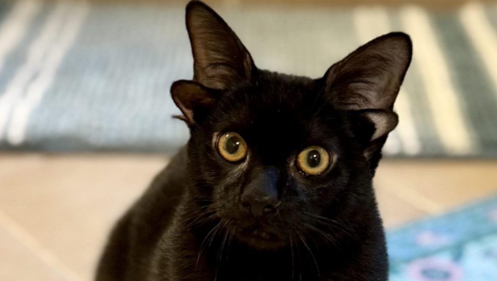 Dobby, il gatto dalle due orecchie in più: una bellezza unica e sorprendente.